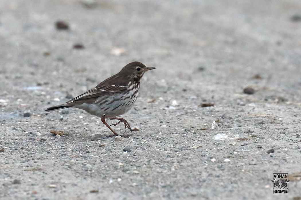 American Pipit